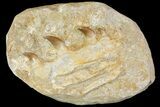 Fossil Mosasaur (Halisaurus) Jaw Section - Morocco #113580-1